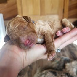 Blue- Collar - Red  male Goldendoodle puppy in Fairmont, West Virginia from Mountainside Doodles, LLC
