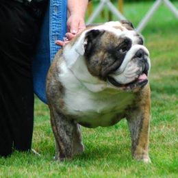 Bulldogs from Loretta's Bulldogs