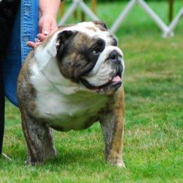 Bulldogs from Loretta's Bulldogs