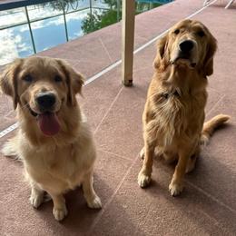 Golden Retrievers from Wissel Goldens