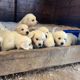 Girl 1 - Light golden female Golden Retriever puppy in Wilmington, Ohio from Horner Newfoundlands and Golden Retrievers