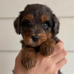 Strawberry - Merle female Bernedoodle puppy in Modesto, California from Central Valley Canine Companions