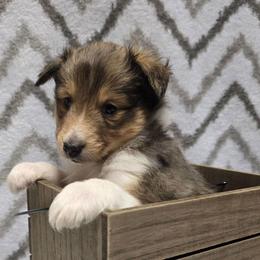 Boo Boo - Sable and white male Shetland Sheepdog puppy in Wapello, Iowa from Willow Rayne shelties and more