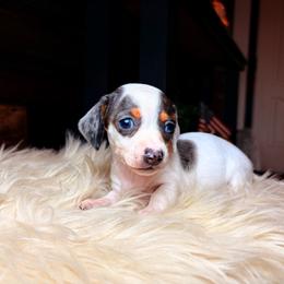 Juliet - Dapple female Dachshund puppy in Washburn, Tennessee from Clinch Mountain Dachshunds