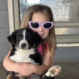 Border Collies from South Wind Stockdogs