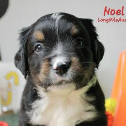 Noel BTM2 - Black tri male Miniature Australian Shepherd puppy in Elgin, Oregon from LongMile Aussies