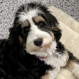 Bernedoodles from Posey Hill Doodles