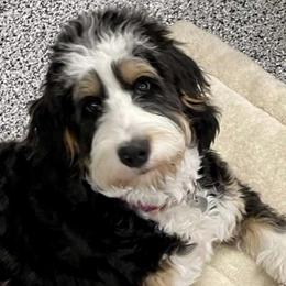 Bernedoodles from Posey Hill Doodles