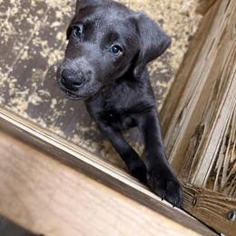 Ghost - Charcoal male Dilute Retriever puppy in Somerset, Pennsylvania from Chickentown Labradors
