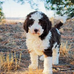 Aussiedoodle Puppies from Colorful Colorado Aussiedoodles