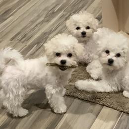 Bichon Frises from Johnson's Pups