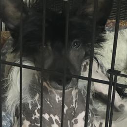 Chinese Crested Puppies from BryMar Chinese Cresteds