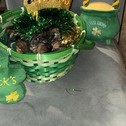 Lucky - Black and tan male Yorkshire Terrier puppy in Lynwood, Illinois from SaintNicksWay