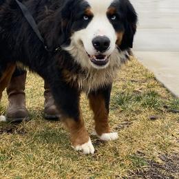 Bernese Mountain Dog Puppies from Bernese Bunker