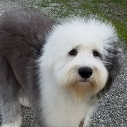 Bernedoodles, Old English Sheepdogs, and Sheepadoodles from American Doodles