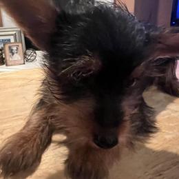Yorkshire Terrier Puppies from Demetria's Yorkies