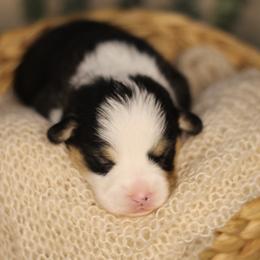 Benedict (Benny) - Black and tan male Pembroke Welsh Corgi puppy in Benton, Arkansas from High Cotton Corgis