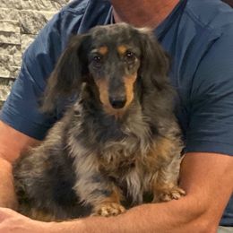 BB - Dachshund