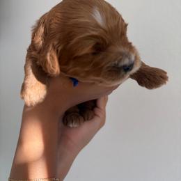 Dodger - Apricot male Goldendoodle puppy in Stockton, California from Family Doodles