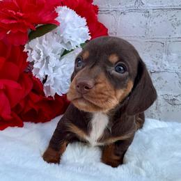 Peter - Chocolate and tan male Dachshund puppy in Colbert, Oklahoma from Brooke Crenshaw