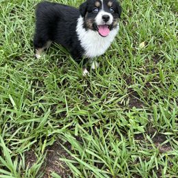 Australian Shepherd Puppies from Ace of Spades Australian Shepherds