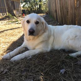 Golden Retriever All Grown Up from Eastern Shore Goldens