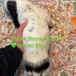 Basset Hound Puppies from Three Boys Bassets