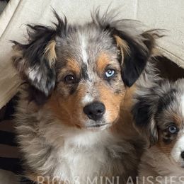 Australian Shepherds, Miniature Australian Shepherds, and Toy Australian Shepherds from Rigas Mini Aussies LLC