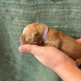 Aspen - Dark golden female Golden Retriever puppy in Fruitland, Idaho from Bethel Retrievers