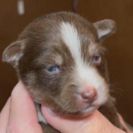 Elroy - Chocolate male Pomsky puppy in Spring Hill, Florida from PDQ Pomskies