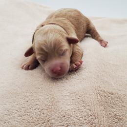 Mr. Brown - Brown male Schnoodle puppy in Leitchfield, Kentucky from Eveleigh Acres Puppies