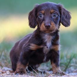 Australian Shepherd and Dachshund Puppies from Paisley’s Prissy Pups