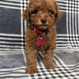 Daisy's Girl - Red  female Poodle puppy in Martinsville, Indiana from Stonewick Poodles