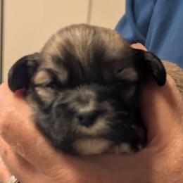 Irving - Brown male Lhasa Apso puppy in Fort Worth, Texas from Cynthia's Lhasa Apsos