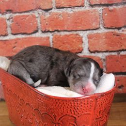 Bernedoodle Puppies from Caribou Doodles