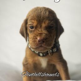 Buddy - Liver and tan male Bloodhound puppy in Wamego, Kansas from Flint Hills Hounds