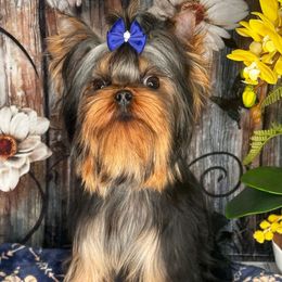 James - Black and tan male Yorkshire Terrier puppy in California from Yorkie & Maltese Royalty