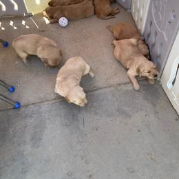 Red collar male - Golden male Golden Retriever puppy in Yucaipa, California from Blessed Goldens
