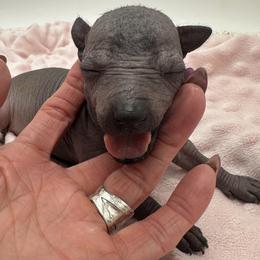 Girl 2 - female Xoloitzcuintli puppy in West Jordan, Utah from Majestic Nakids