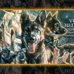 German Shepherds from von Heitzig
