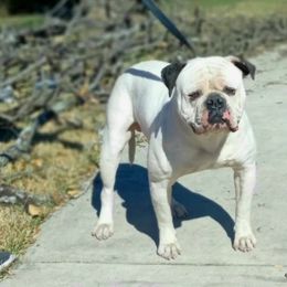 Kane  - American Bulldog
