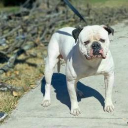 Kane  - American Bulldog