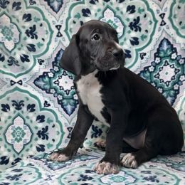 Flare - Black female Great Dane puppy in Lebanon, Virginia from North Cedar Danes