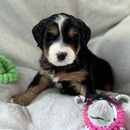 Lady Francesca - Tri-color female Bernedoodle puppy in Forsyth, Illinois from Birdies Mini Bernedoodles
