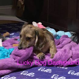Girl 1 - Brindle female Dachshund puppy in Bryceville, Florida from Lucky Dog Dachshunds