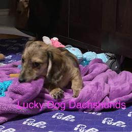 Girl 1 - Brindle female Dachshund puppy in Bryceville, Florida from Lucky Dog Dachshunds