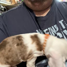 Dachshund Puppies from Witchy Woman’s Wiener’s
