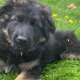German Shepherds and Pomskies from K9Phenom