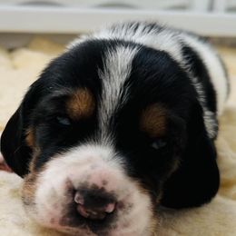 Basset Hounds from Midnight Hound