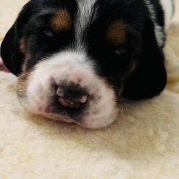 Basset Hounds from Midnight Hound